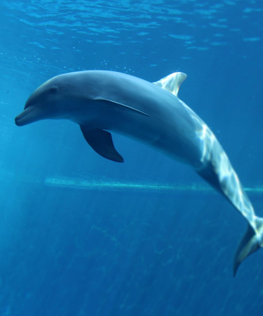 Delfin